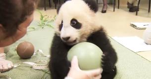 Un adorable bébé panda fait un caprice lorsque le soignant essaye de lui prendre son ballon préféré 
