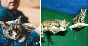 Man Adopts Late Brother’s Cats & Builds Sweetest Gift For Them As A Tribute To Him.
