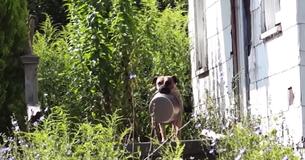 Un chien errant transporte une gamelle partout où il va dans l'espoir que quelqu'un le nourrisse