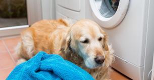 Mit diesen Tipps sind Tierhaare in der Waschmaschine kein Problem mehr