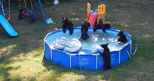 Ce petit garçon découvre des oursons dans la piscine de son jardin et sa réaction est hilarante