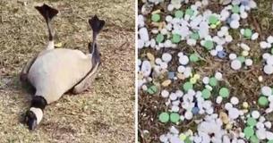 Buurtbewoners zien vogels zich vreemd gedragen in het park, ontdekken honderden pillen die gedumpt zijn in het gras