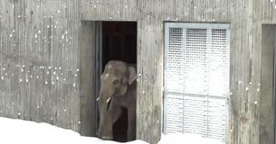 Un zoo ferme après une tempête de neige, mais les caméras continuent de filmer et montrent les animaux qui sortent pour jouer