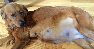 Mama denkt, dass die Hündin mit 7 Welpen schwanger ist, nur um feststellen zu müssen, dass die Röntgenaufnahmen daneben lagen