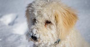 You Could Now End Up In Jail For Leaving Your Dog Out In The Cold, As Per New Law