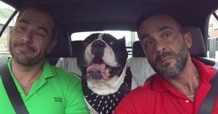 2 hommes sont en voiture et parlent en plusieurs langues à leur bouledogue bavard qui tente de répondre tant bien que mal