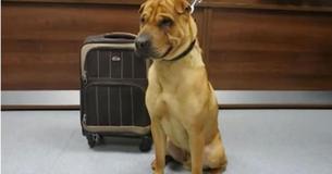 Un chien triste est retrouvé tout seul dans une gare, attaché à une valise remplie de ses jouets préférés