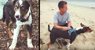Homeless Dog Loses Eyesight But Has Heart-Breaking Reaction To His First Time At Ocean