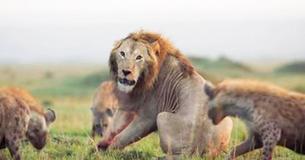 Plus reconnaissant que certains humains : regarde la gratitude d'un lion après que son ami l'ait sauvé d'un groupe de hyènes