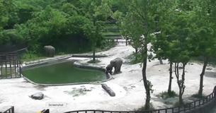 Elephants Rescue A Drowning Calf Who Fell Into The Water