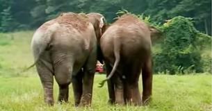 D'anciens éléphants de cirque séparés depuis 22 ans sont réunis et les caméras capturent ce moment émouvant