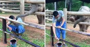 Baby Elephant Reaches Trunk Out To Worker Getting Feistier As Time Goes By Until Worker Must React
