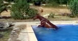 Buren geloofden het verhaal van deze man niet over het dagelijkse ritueel van zijn paard, dus legde hij het op video vast