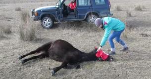 Un vétérinaire a libéré ce cheval enchaîné mais il était loin de s'imaginer qu'il recevrait de tels remerciements 