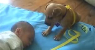 Zooo lief: Puppy wil de baby beschermen, maar het is ook zooo slaperig