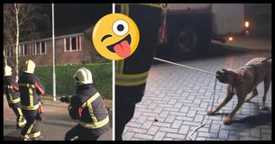 Ces pompiers ont bien rigolé quand un chien passant à côté d'eux a voulu les aider et ne voulait pas partir avant que le travail soit terminé  