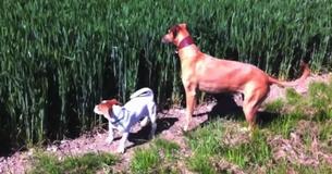Un chien entend le sifflement du fermier en provenance du champ et c'est à ce moment-là que se déroule une scène hilarante 