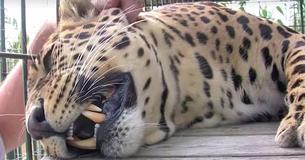 Un énorme léopard dort dans sa cage, regarde ce qui se passe quand une main essaye de le caresser 