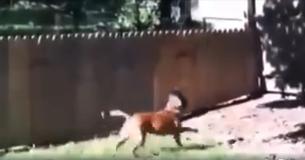 Un homme vient de terminer la construction de sa clôture censée empêcher son chien de s'enfuir et il laisse sortir son chien pour faire le test 