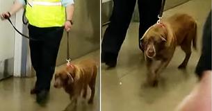 Military Dog Torn Away From Beloved Soldier Only To Hear Him Shout Her Name 2 Yrs Later