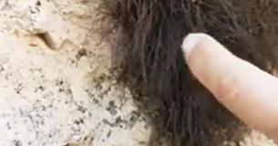 Man steekt zijn hand uit om een "pluizig dier" aan te raken, maar springt van schrik weg als het voor zijn ogen transformeert