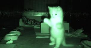 Man zet camera neer om 's nachts naar kittens te kijken en lacht om de beelden