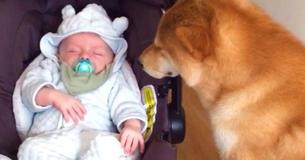 La réaction de ce chien face à cette maman qui ramène son nouveau-né de l'hôpital a rapidement fait le buzz