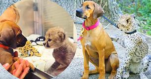 Unusual Yet Heartwarming  Dog and Cheetah Stay Best Of Friends After 3 Years Of Friendship