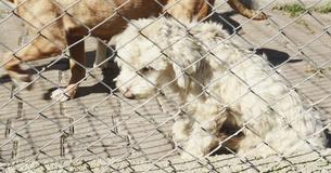 Fur Of Nine Abandoned Dogs Was So Matted They Couldn't Move, Now They're Completely Transformed
