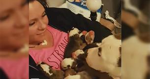 Abused Pit Bull Shows Trust To Foster Mother By Dropping 11 Newborn Pups Into Her Lap