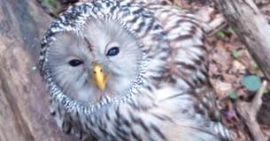 Watch Moment Man Saves Life Of Owl With Both Broken Wings