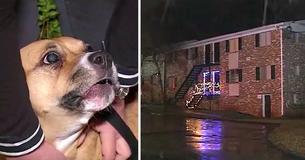 Neglected Dog Pulled From Death Row Goes On To Rescue Apartment Building Full Of Children