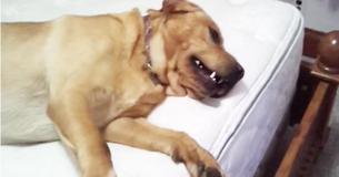 Grote hond wil niet van bed af komen voor beloning maar rent weg zodra baasje 'eekhoorn' zegt