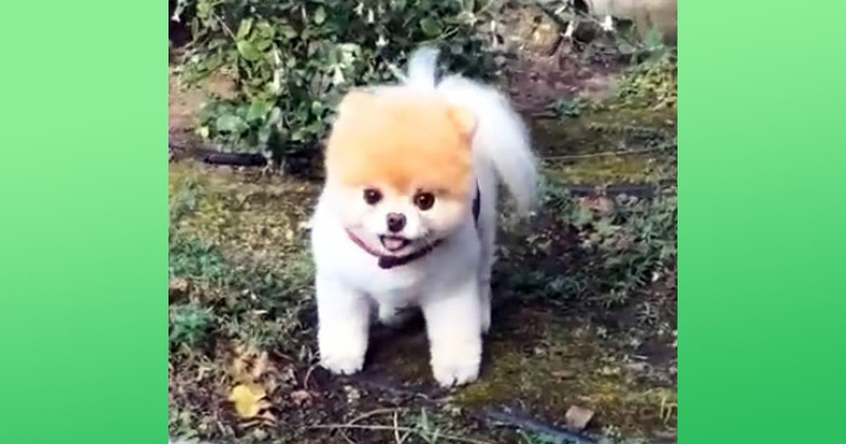 Boo The World-Famous Pomeranian Passes Away at Age 12: 'His Heart ...