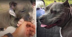 Man zou pup niet adopteren, eigenaar vertelde hem vervolgens dat hij het beestje zou afschieten omdat het te klein was