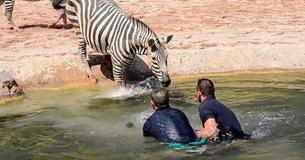 Zookeepers Dive Into Water To Try Rescue Helplessly Drowning Baby Zebra, But Keep Your Eye On Its Mom