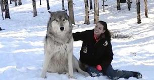 Wolf Walks Toward Woman In The Woods And Sits Down But Watch His Next Move