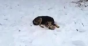 Frau schläft draußen bei eiskaltem Wetter, um das Vertrauen eines streunenden älteren Hundes zu gewinnen
