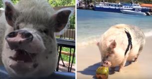 This 300-Pound Traveling Pig Has Been To Over 17 States In A Trailer With His Dedicated Owners