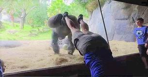Caretaker Becomes First Ever Person To Teach A Gorilla To Do A Handstand