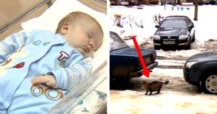Baby Is Neglected And Left To Freeze To Death – But Now See What This Cat Does
