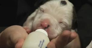 Abandoned Newborn Puppy Was Starving - But Then An Unlikely Mother Stepped Forward