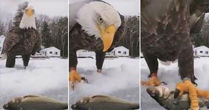 Camera Records Unbelievable Moment Bald Eagle Swoops Down To Swipe Fisherman's Catch