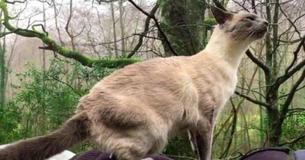 Adopted Cat Became Depressed After Owner Left, Until He Met The Most Unlikely Friend