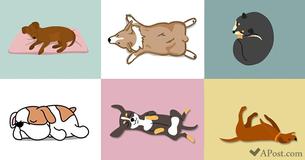 6 Puppy Sleeping Positions That Reveal A Lot About Your Beloved Dog