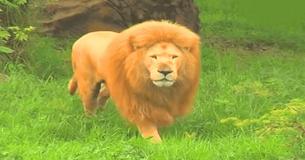 Un lion s'ennuyait, le gardien du zoo lui a lancé un jouet, mais la réaction du lion l'a complètement pris par surprise