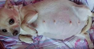 Après l'accouchement d'une mère chihuahua au ventre gigantesque, des vétérinaires déconcertés assistent à un record