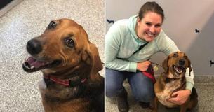 Adorable Pup Finally Adopted After Being Returned Multiple Times In 525 Days At Shelter