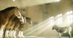 Kleiner Esel möchte unbedingt ein Clydesdale-Pferd sein und inspiriert das Internet mit seinem Einsatz