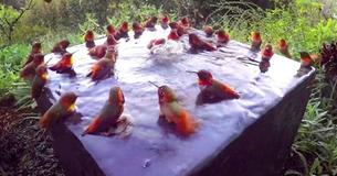 Une caméra filmant un abreuvoir à oiseaux capture des images incroyables de 30 colibris et la vidéo fait le buzz